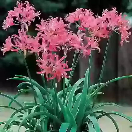 Nerine